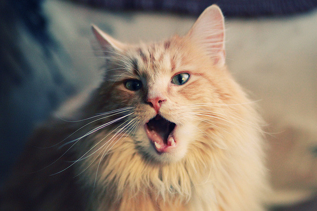 钢铁意志摧毁蓝色优雅，当狂胜的斯堪的纳维亚风暴遇上大场面先生穆勒