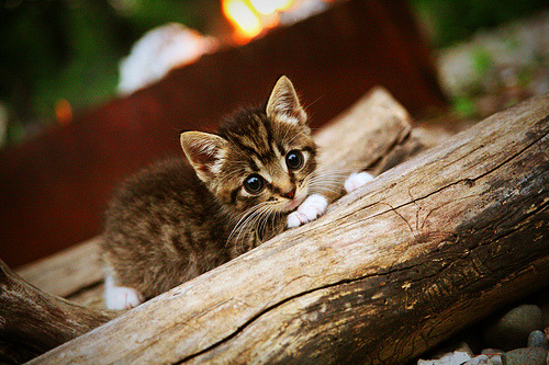 绝境绽放，从数据填鸭到关键先生，范弗利特的逆袭密码