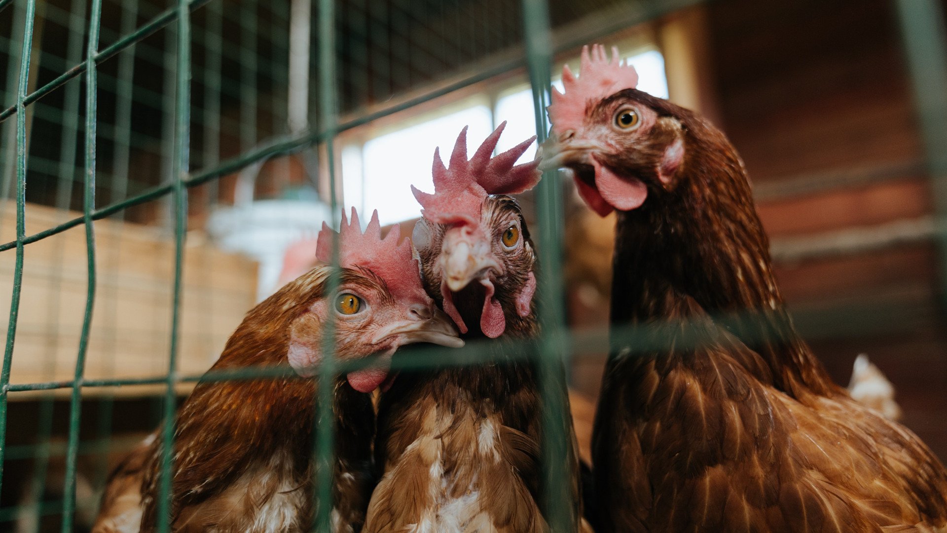 节奏与接管，从活塞到保罗，抢七大战的掌控艺术
