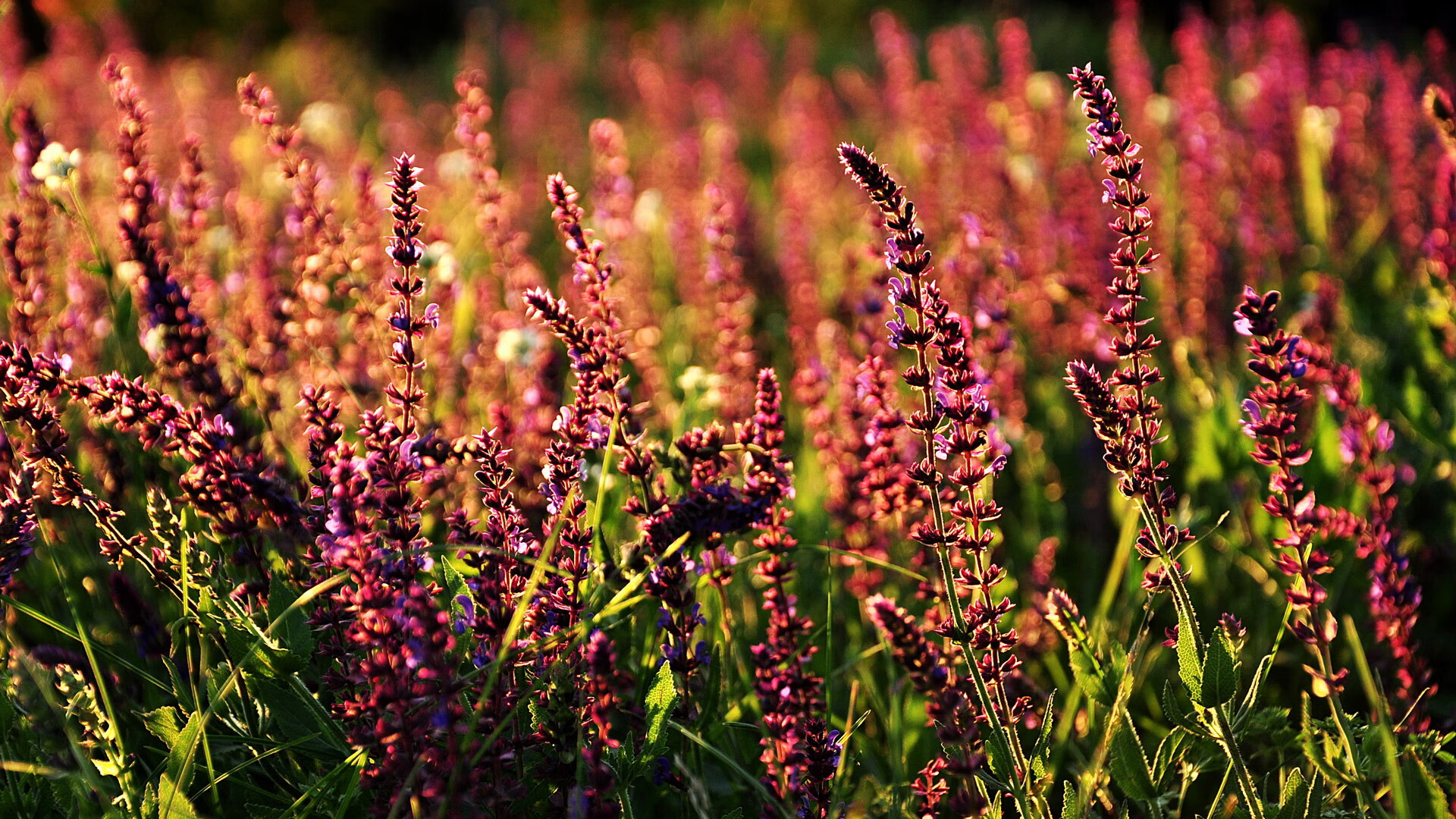 当NBA巨星闯入足球狂欢夜,浓眉在美加墨的火焰之舞