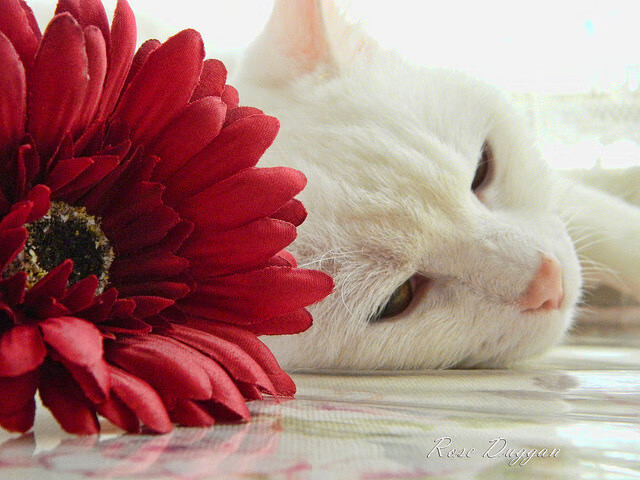 凌晨决胜,从广东碾压黄蜂到东契奇接管NBA之夜