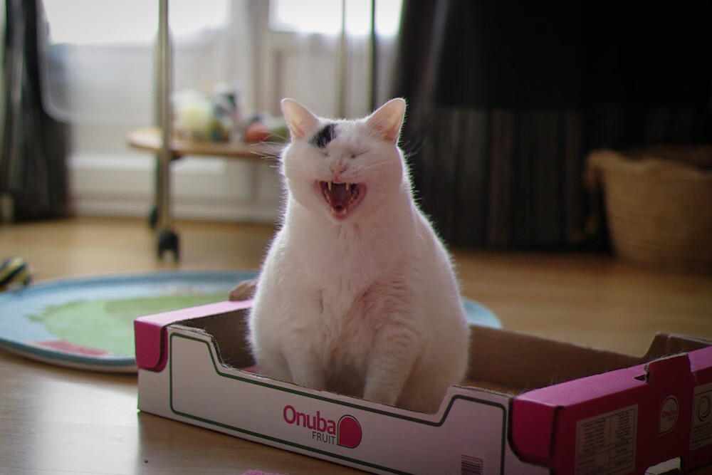 当平行宇宙的哨声吹响，2026世界杯，新疆飞虎错位碾压新奥尔良鹈鹕