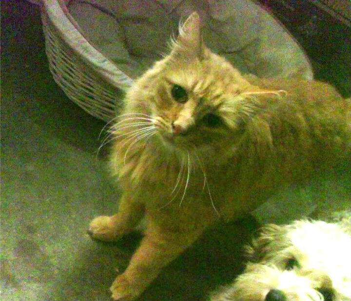 穿越时空的对决，当希腊神话防线遭遇C罗，谁将主宰球场？