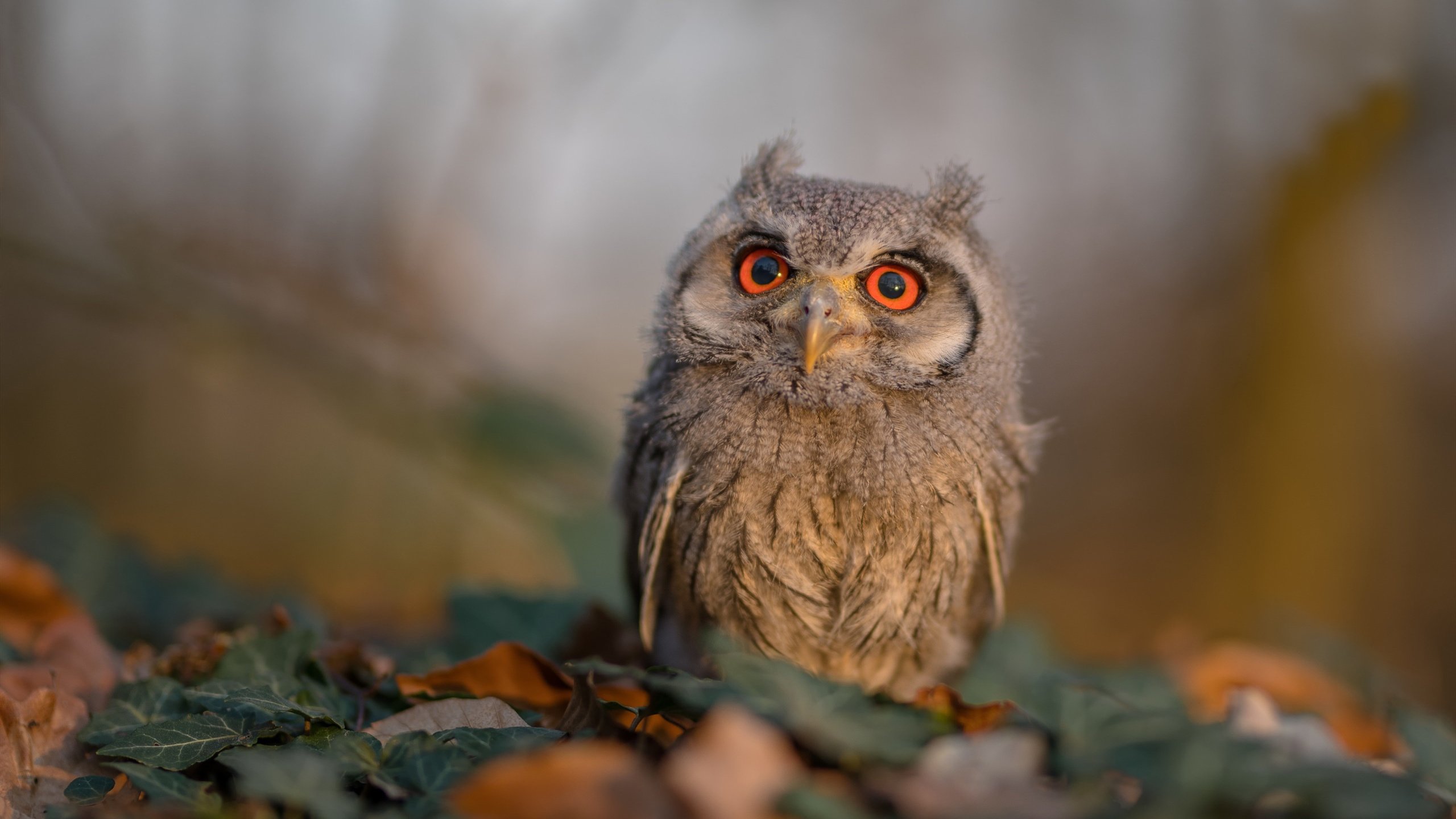 最孤独的41分,当字母哥个人英雄主义遇上雷霆的团队哲学