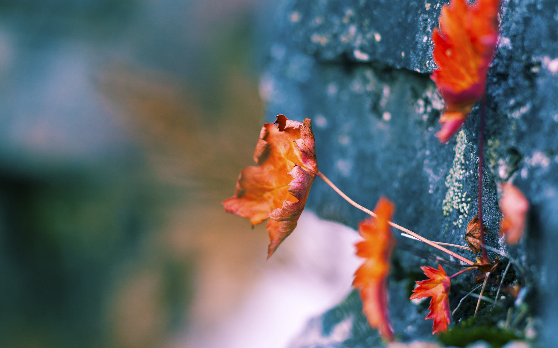 当黑马的蹄声刺破死亡之组的铁幕，摩纳哥2026之夏的救赎与罗马的永恒挽歌